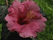 Carribean Dark Pink